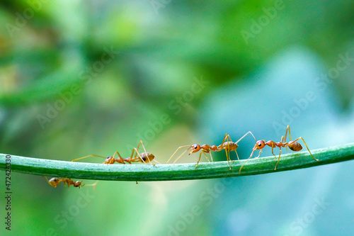 Red ants are looking for food on green branches. Work ants are walking on the branches to protect the nest in the forest. 