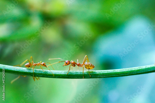 Red ants are looking for food on green branches. Work ants are walking on the branches to protect the nest in the forest.  © surasak