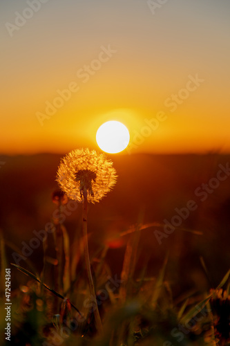 Selective focus of white fluffy flower dandelion with golden sunlight during sunset in the evening, Taraxacum erythrospermum or common name red-seeded dandelion, Nature floral background. photo