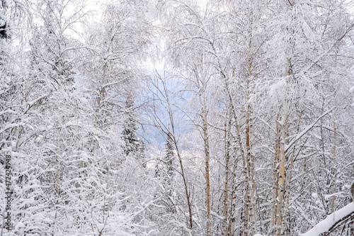 Snow-covered trees against the sky © 02irina