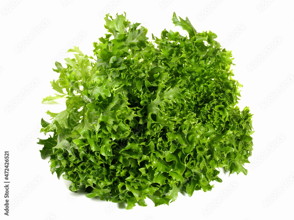 Frisee - Curly Escarole Salad isolated on white Background Frisee - Curly Escarole Salad isolated on white Background