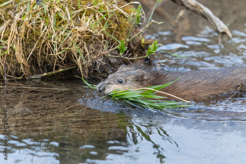 A young muskrat on the banks of a stream looking for food photo