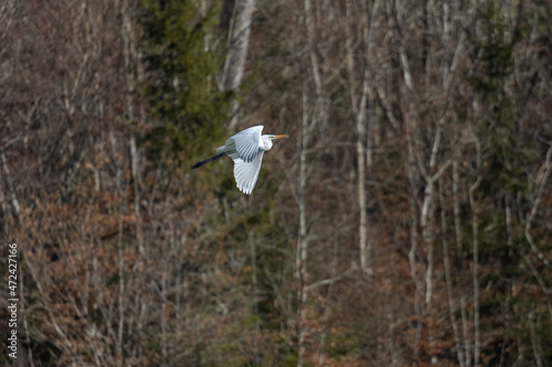 Great White Egret flying over the edge of the forest