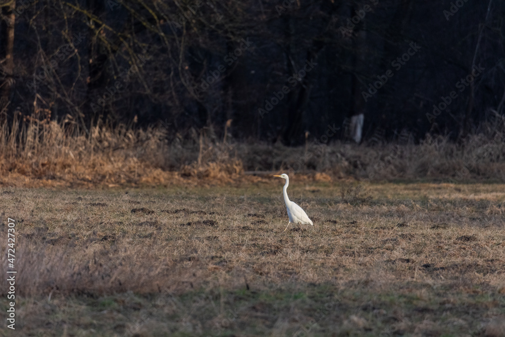 Great White Egret in a field at the edge of the forest