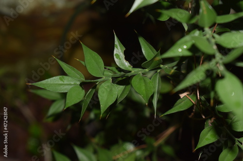 Foliage of Ruscus aculeatus, known as butcher's broom photo