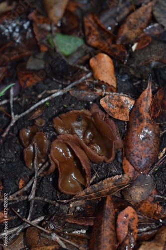 Peziza varia, a species of apothecial fungus belonging to the family Pezizaceae photo