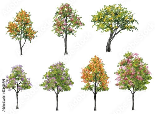watercolor tree side view isolated on white background  for landscape plan and architecture layout drawing, elements for environment and garden,blossom grass,flower blooming