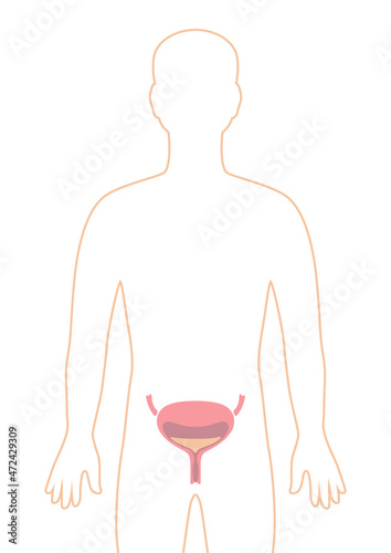 Illustration with bladder internal organ. Human body anatomy. Health care and medical image.