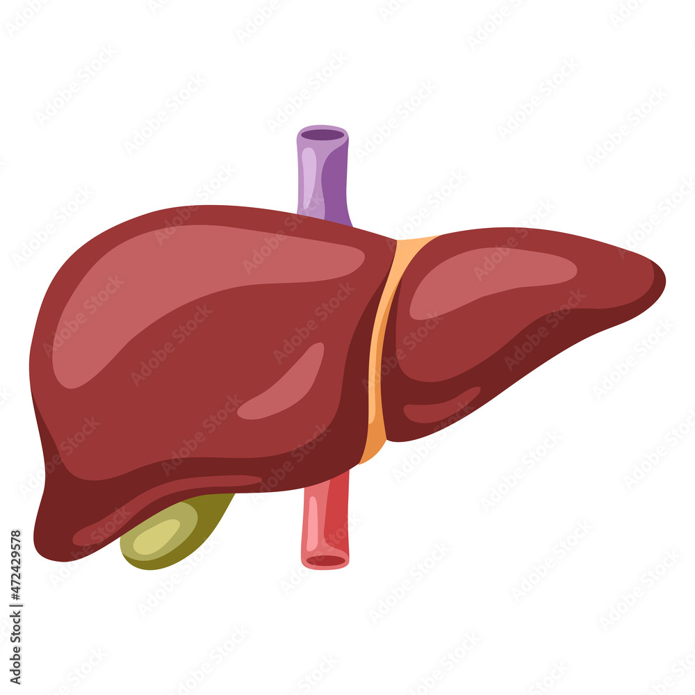 Illustration of liver internal organ. Human body anatomy. Health care and medical icon.