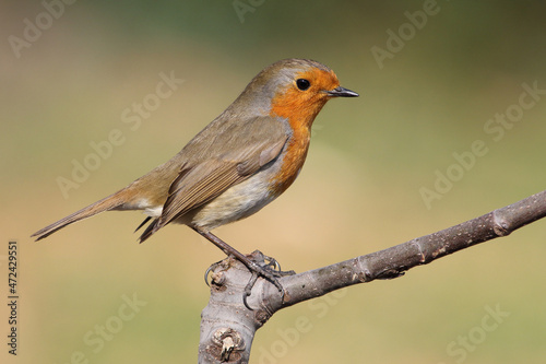 robin on a branch © UMIT
