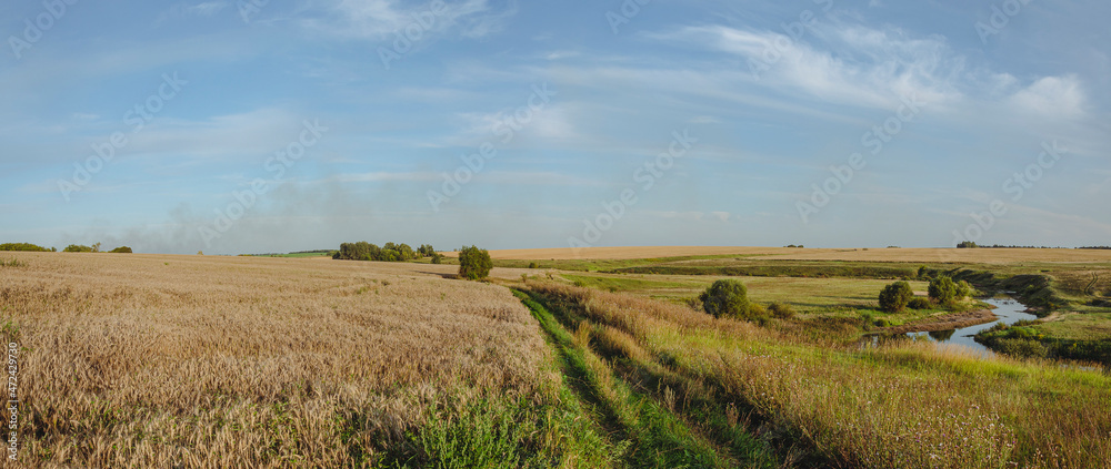 Obraz premium Summer landscape with wheat fields