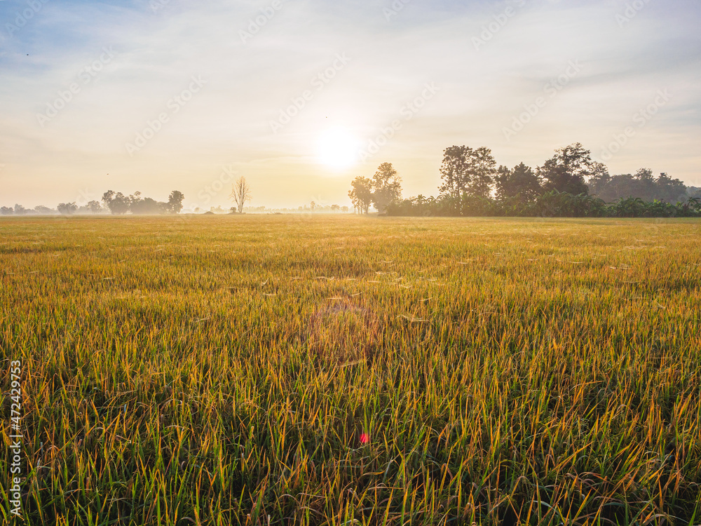 Green rice field with morning sky and mist over the field Green rice field with morning sky and mist over the field