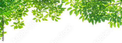 Green leaves on white background