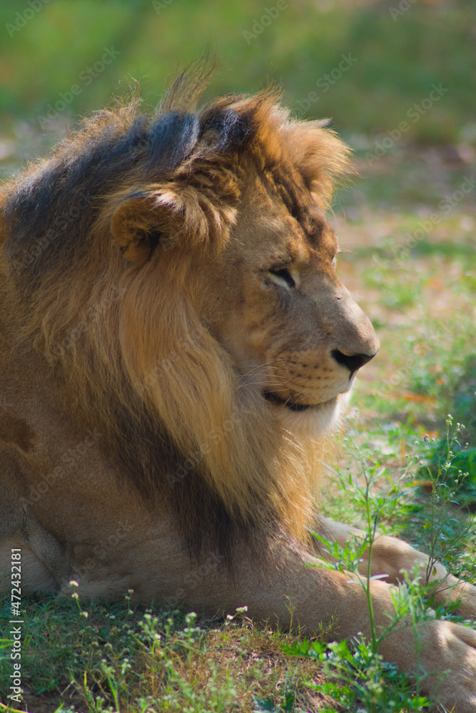 portrait of a lion