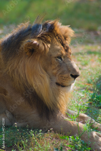 portrait of a lion