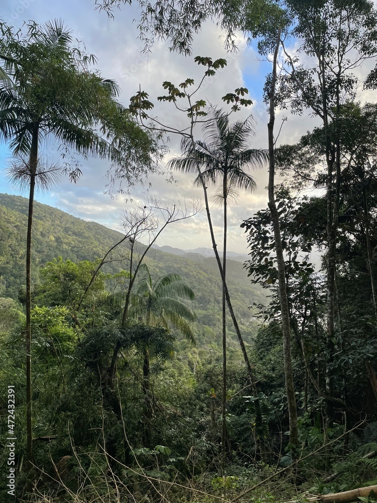 Naklejka premium morning in the forest