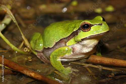 The European tree frog (Hyla arborea) female in a ntural habitat