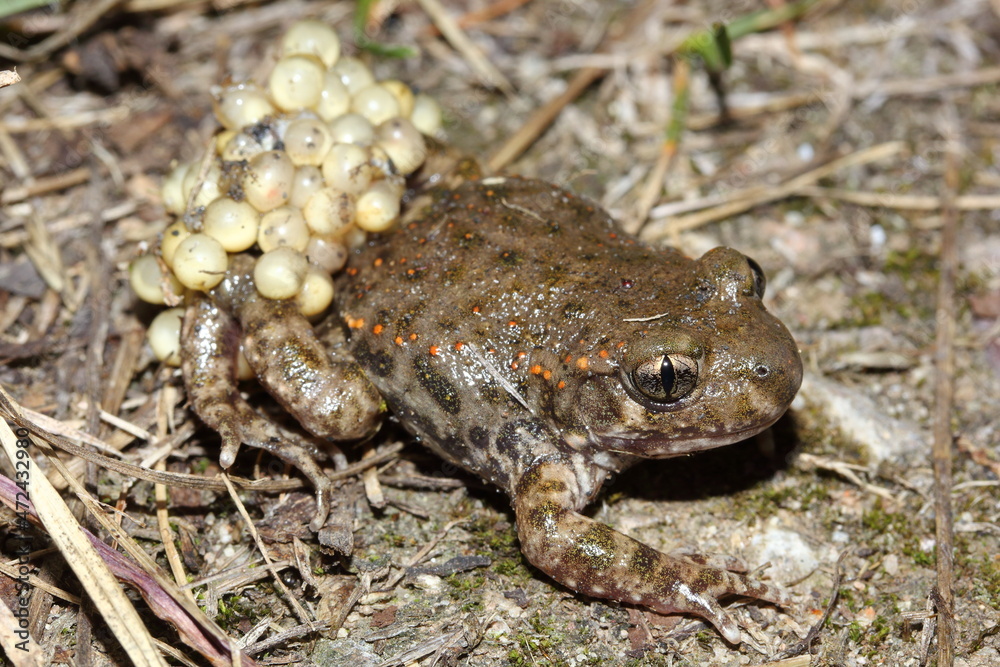 The common midwife toad (Alytes obstetricans) male with a clutch of eggs around his legs The common midwife toad (Alytes obstetricans) male with a clutch of eggs around his legs