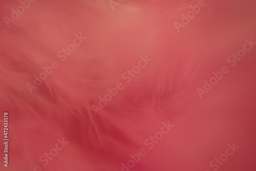 close up abstract pink feather background