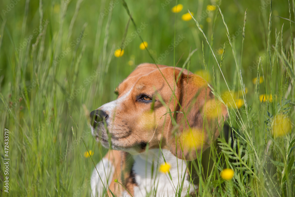 close up  portrait shot of a cute beagle breed girl dog laying in the green grass of a field with a curious, attentive and interested look 