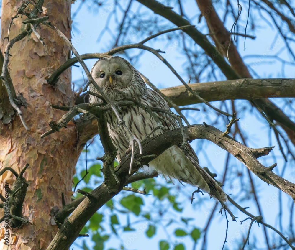 The owl looks through the branches of trees The owl looks through the branches of trees
