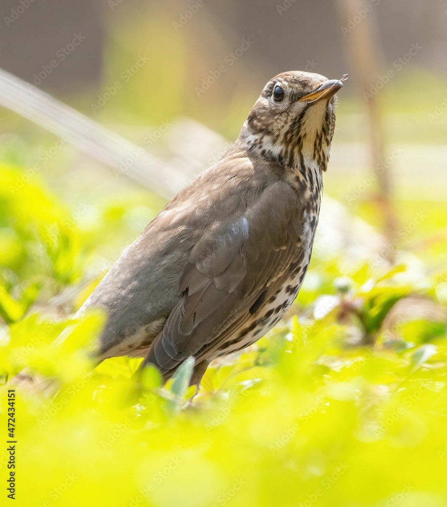 Obraz premium Curious thrush fieldfare looking at the camera