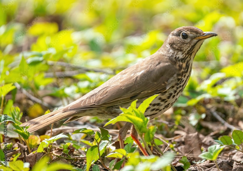 Fototapeta premium Curious thrush fieldfare looking at the camera