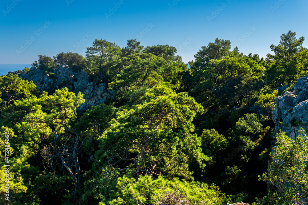 tropical landscape with forest among coastal cliffs and the sea in the distance tropical landscape with forest among coastal cliffs and the sea in the distance