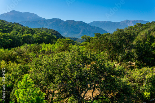 landscape of mediterranean maquis shrubland in Anatolia
