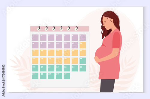 Pretty pregnant woman with calendar of the weeks of pregnancy on flat background, healthy pregnancy concept, flat vector illustration