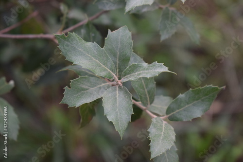 Green foliage of kermes oak (Quercus coccifera) photo