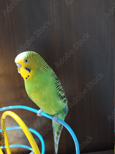 blue and yellow macaw
