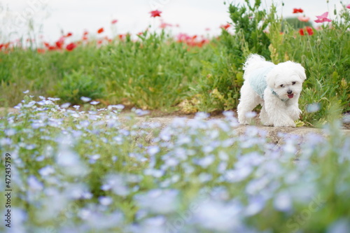 花畑をお散歩中のかわいい子犬