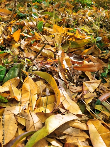 autumn leaves background