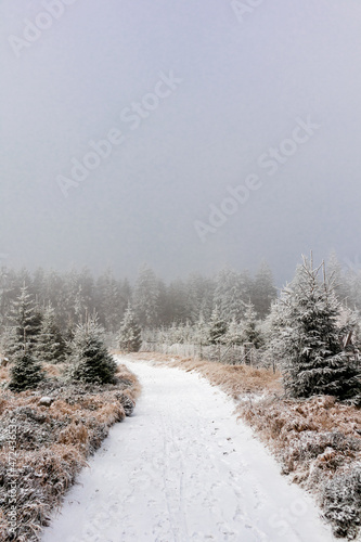 Wallpaper Mural Wunderschöne Winterlandschaft auf den Höhen des Thüringer Waldes bei Oberhof - Thüringen Torontodigital.ca