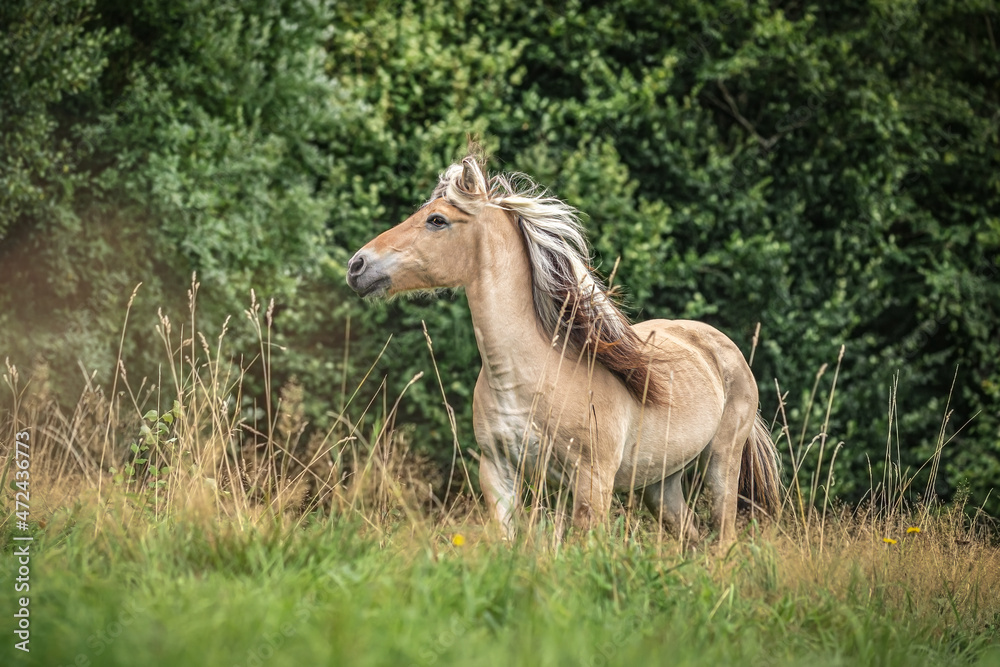 Fototapeta premium Portrait of a norwegian fjord horse on a summer pasture
