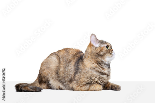 One beautiful fluffy purebred cat, pet posing isolated on white studio background. Animal life concept