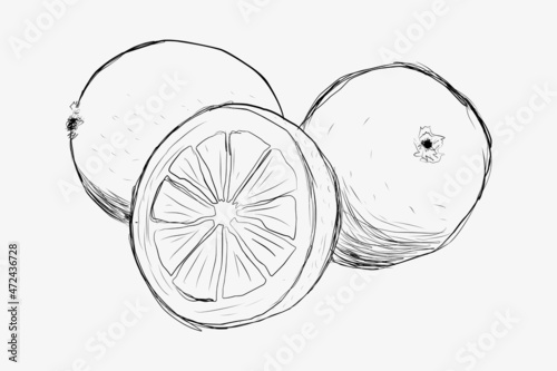 Lemons drawn by hand. Lemon in section drawn by hand. Vector eps illustration.