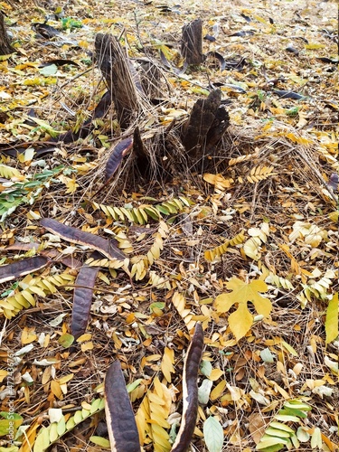 fallen autumn leaves