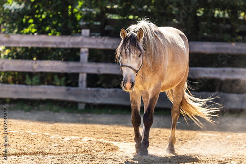 Portrait of a horse walking at an outdoor riding arena