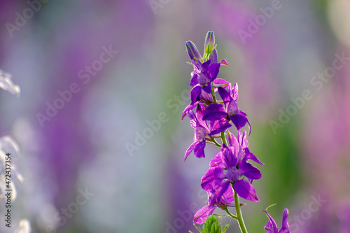 Close-up purple flower, very beautiful on a summer day.