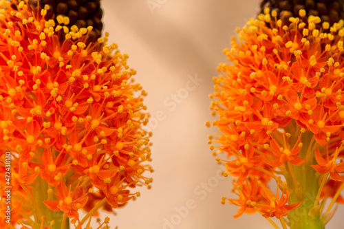 Beautiful orange and yellow Bulbinella latifolia also known as Yellow Cat's Tail on a sunny day in Israel
 photo