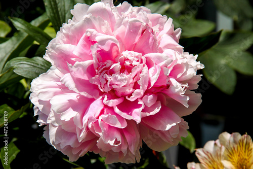 Single pink Peony with lighter and darker pink colors on a sunny day in Minnesota 