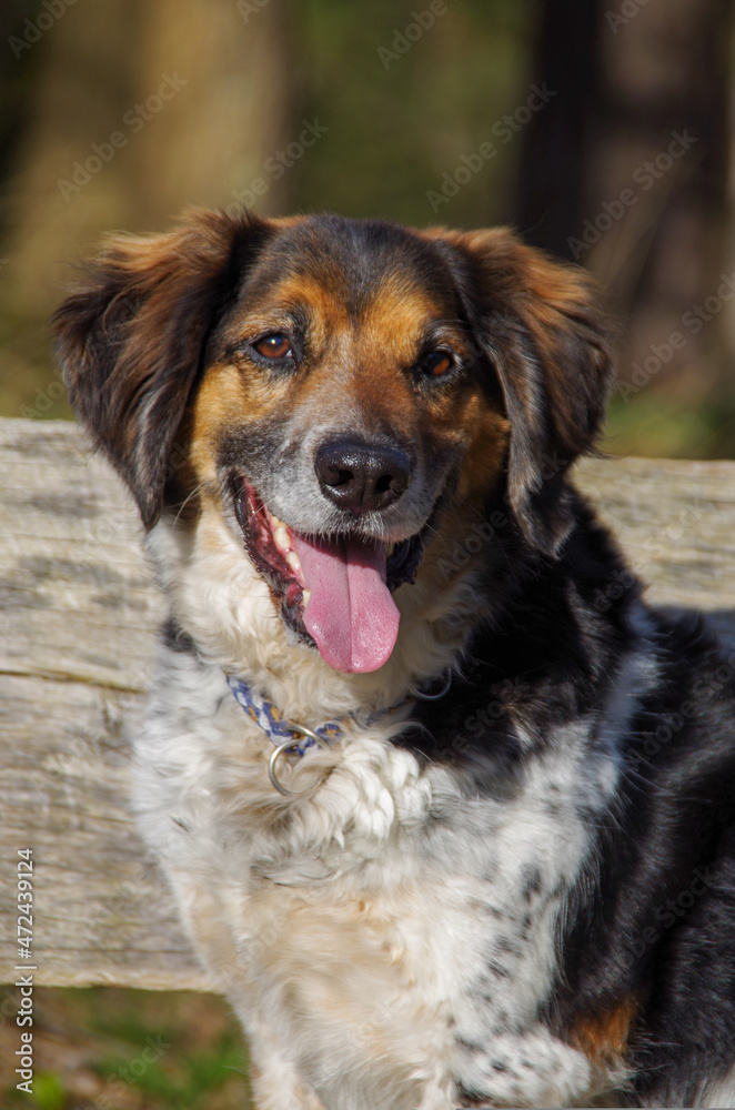 Hund im Wald