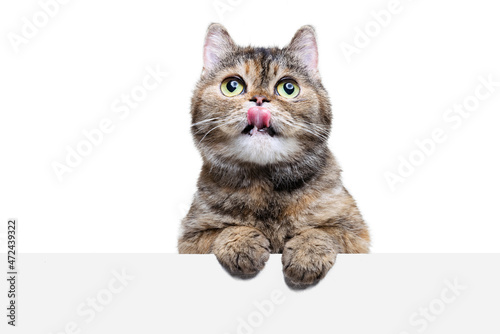 Close-up portrait of beautiful cute cat with green eyes, pet posing isolated on white studio background. Animal life concept