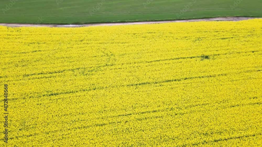 Bird's eye view from a drone of a passing canola crop Bird's eye view from a drone of a passing canola crop