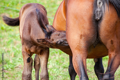 bay foal suckling its mother in the summer in a meadow