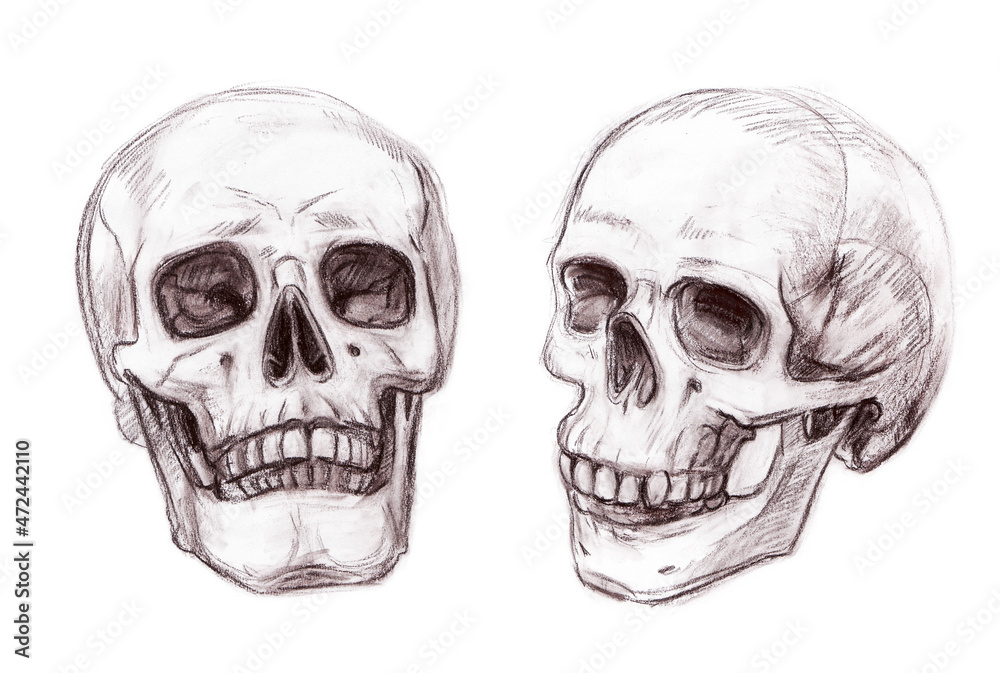 Drawing of a human skull. Hand-drawing with sanguine technique. Isolated on white background