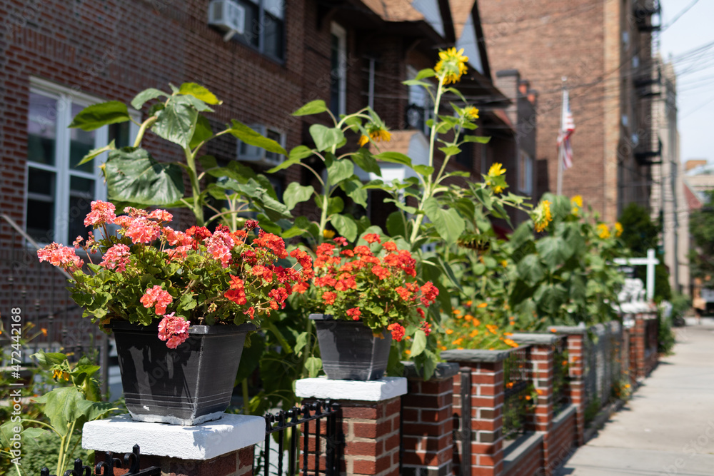 Beautiful Flowers and Plants along a Neighborhood Sidewalk in Astoria Queens New York during Summer