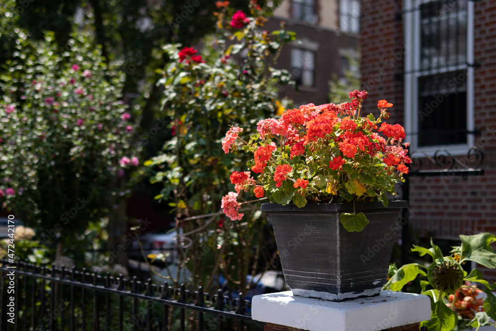 Beautiful Flower Pot Decorating an Urban Home Garden in Astoria Queens New York